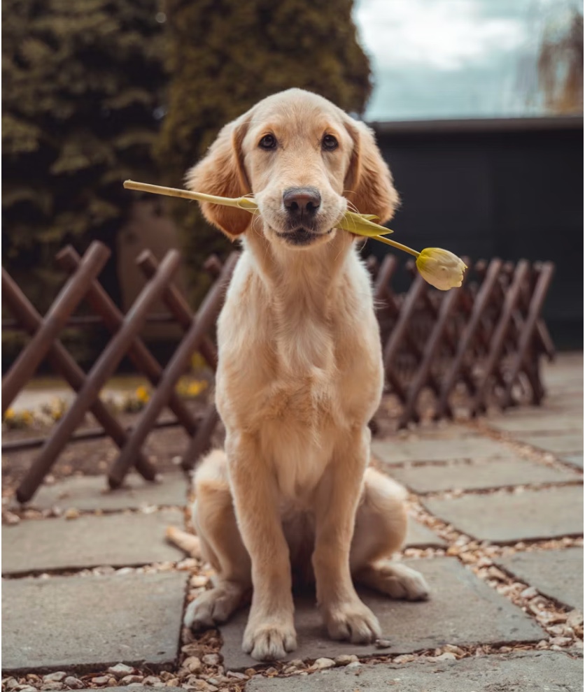 Before transformation